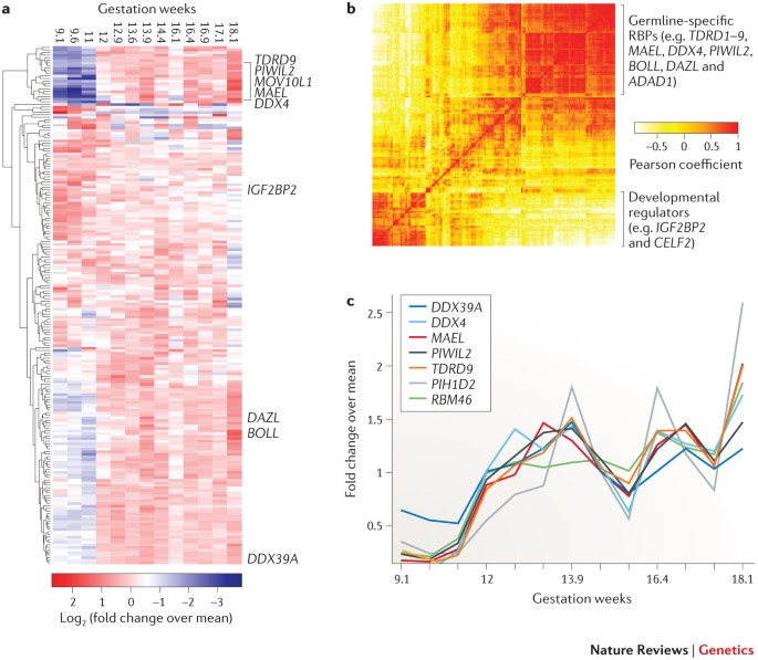 A census of human RNA-binding proteins | Nature Reviews Genetics