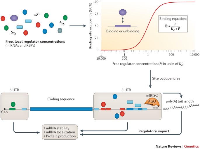 Competition Between Target Sites Of Regulators Shapes Post Transcriptional Gene Regulation Nature Reviews Genetics