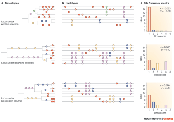 Signatures of natural selection and ethnic-specific prevalence of