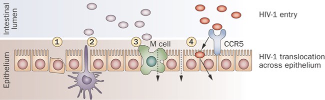 Advances in sexually transmitted infections of the gastrointestinal tract | Nature Reviews Gastroenterology & Hepatology Advances in sexually transmitted infections of the gastrointestinal tract | Nature Reviews Gastroenterology & Hepatology
