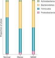 Gut microbiota produce alcohol in patients with nash