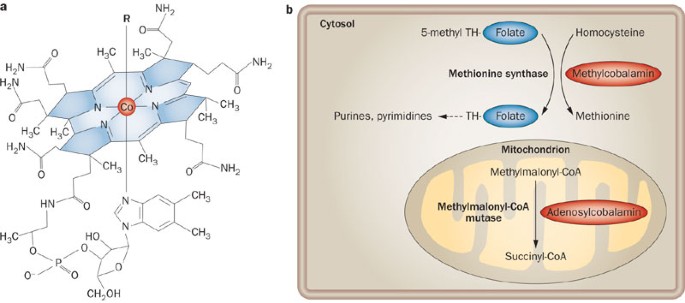 Figure 2 from Nuclear magnetic resonance studies of the biosynthesis of vitamin  B12. The origin of the methyl groups on the corrin ring. | Semantic Scholar