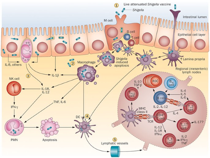 Progress And Pitfalls In Shigella Vaccine Research Nature Reviews Gastroenterology Hepatology