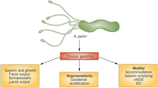 Helicobacter Pylori Infection In Functional Dyspepsia Nature Reviews Gastroenterology Hepatology