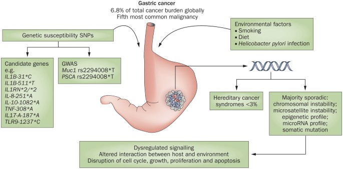 gastric cancer genes)