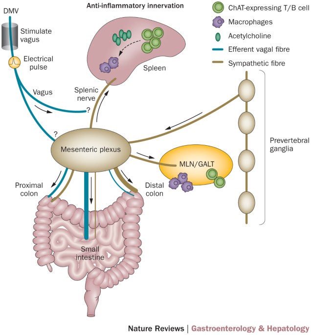 Neural Reflex Pathways In Intestinal Inflammation Hypotheses To Viable Therapy Nature Reviews Gastroenterology Hepatology Neural Reflex Pathways In Intestinal Inflammation Hypotheses To Viable Therapy Nature Reviews Gastroenterology Hepatology