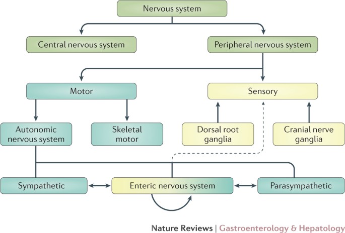 The Bowel And Beyond The Enteric Nervous System In Neurological Disorders Nature Reviews Gastroenterology Hepatology