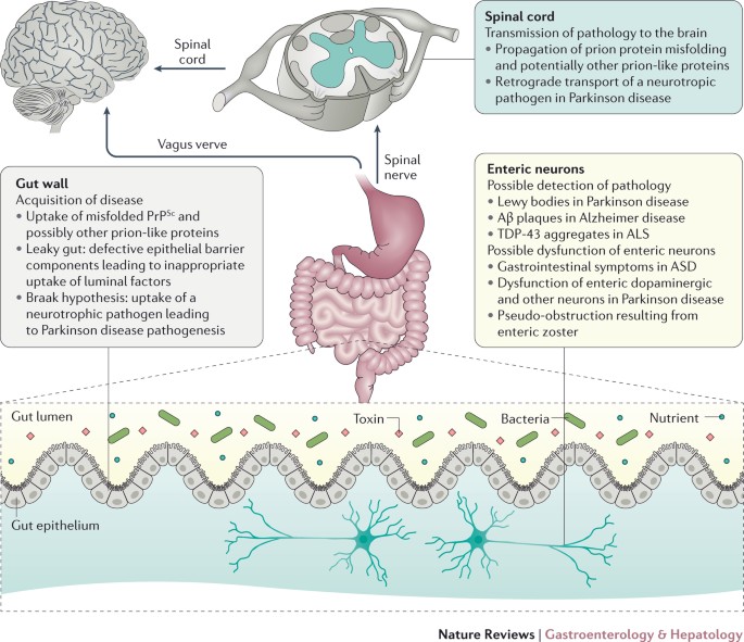 General aspects of the gut content of the Neoacrus spelaion sp. n