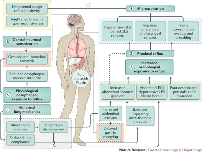 Respiratory disease and the oesophagus: reflux, reflexes and  microaspiration