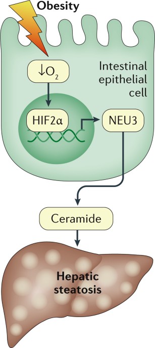 hif-2 glutathione Redox imbalance and hypoxiainducible factors: a multifaceted crosstalk - Ravi - 2025 - The FEBS Journal HIF2: a new therapeutic target
