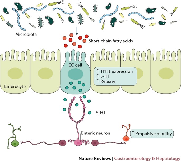 Non Conventional Features Of Peripheral Serotonin Signalling The Gut And Beyond Nature Reviews Gastroenterology Hepatology