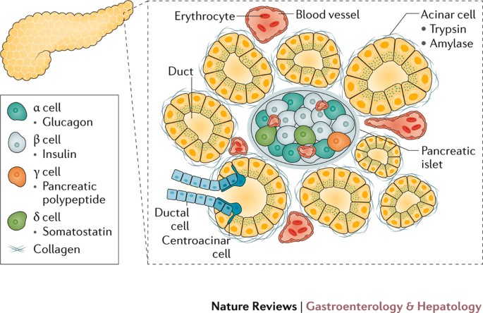 Regenerative Medicine And Cell Based Approaches To Restore Pancreatic Function Nature Reviews Gastroenterology Hepatology Regenerative Medicine And Cell Based Approaches To Restore Pancreatic Function Nature Reviews Gastroenterology Hepatology