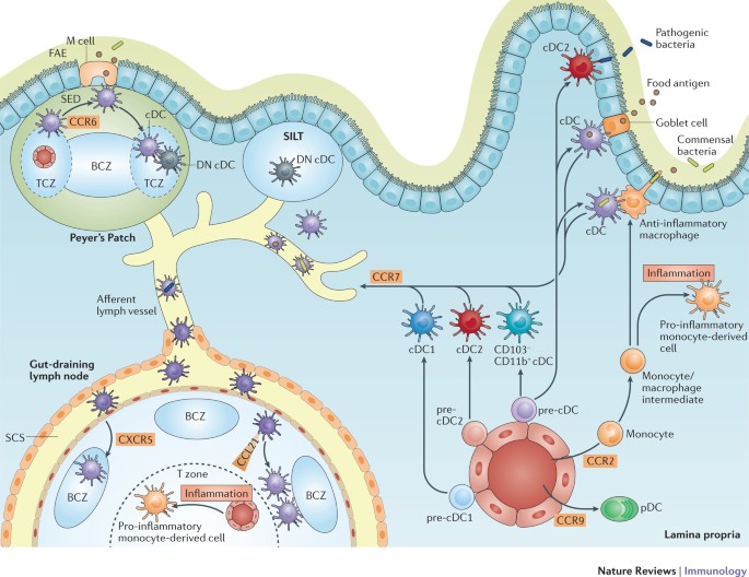 Network of Vascular-Associated Dendritic Cells in Intima of Healthy Young  Individuals