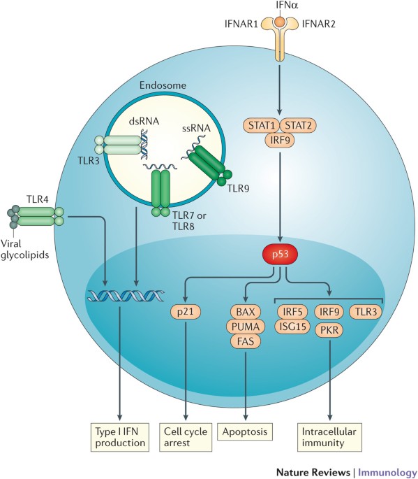 Emerging roles of p53 and other tumour-suppressor genes in immune  regulation | Nature Reviews Immunology