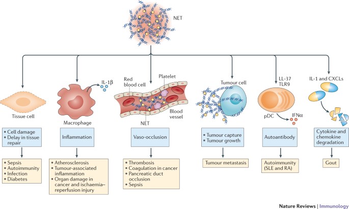 Frontiers  The Significance of Neutrophil Extracellular Traps in