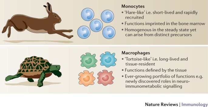 Macrophages and monocytes: of tortoises and hares | Nature Reviews  Immunology