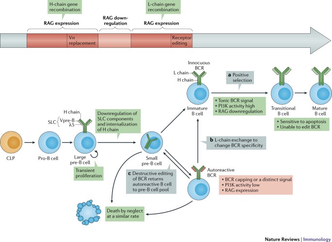 Mechanisms of central tolerance for B cells | Nature Reviews 