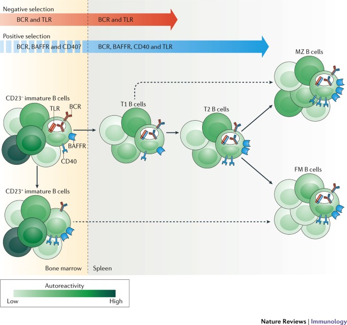 Altered B Cell Signalling In Autoimmunity Nature Reviews Immunology