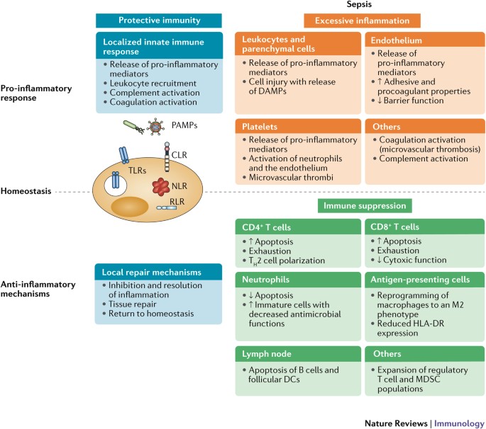 The immunopathology of sepsis and potential therapeutic targets