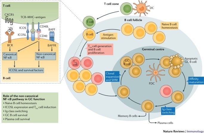 Non-canonical NFκB activation promotes chemokine expression in podocytes