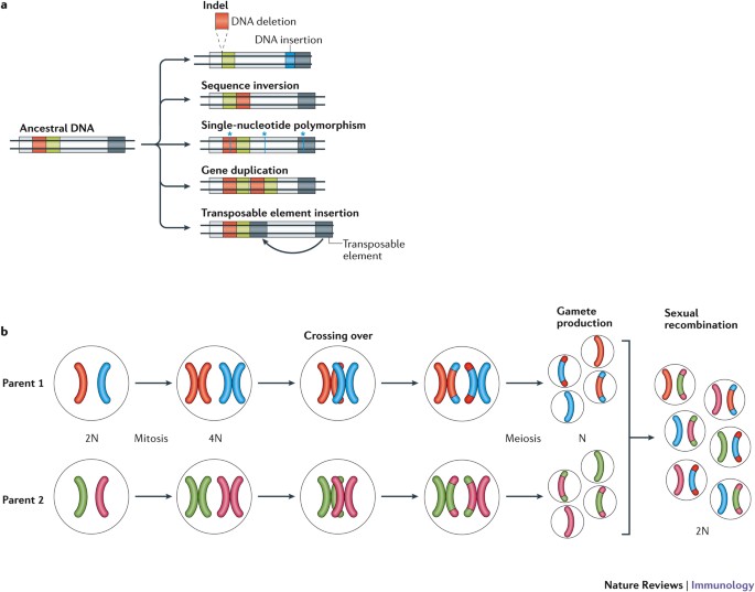 Evolution, immunity and the mismatch diseases