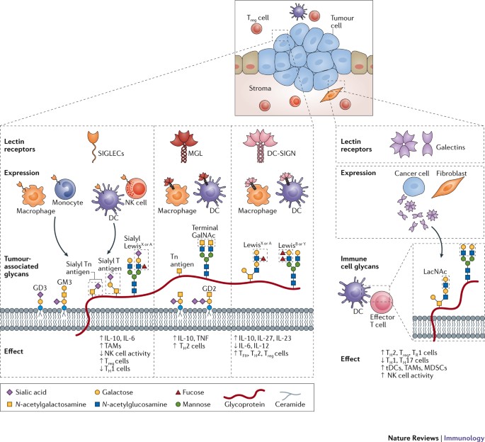 The Tumour Glyco Code As A Novel Immune Checkpoint For Immunotherapy Nature Reviews Immunology