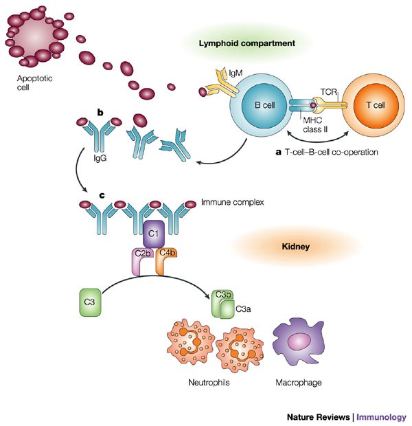 A protective role for innate immunity in systemic lupus erythematosus | Nature Reviews Immunology