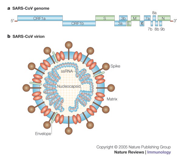 Immunopathogenesis of coronavirus infections: implications for SARS