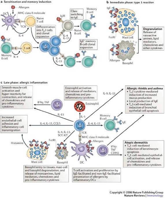 Immunological mechanisms of allergen-specific immunotherapy | Nature Reviews  Immunology