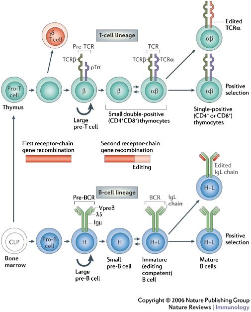 Receptor editing in lymphocyte development and central tolerance Nature Reviews Immunology