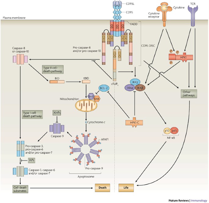 Life and death in peripheral T cells