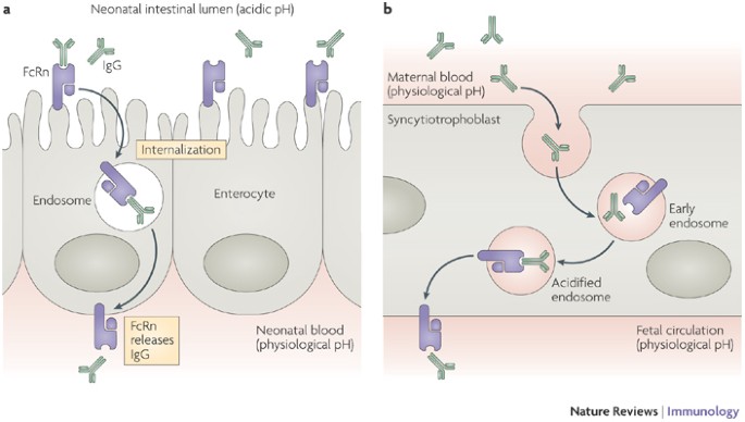 Fcrn The Neonatal Fc Receptor Comes Of Age Nature Reviews Immunology Fcrn The Neonatal Fc Receptor Comes Of Age Nature Reviews Immunology