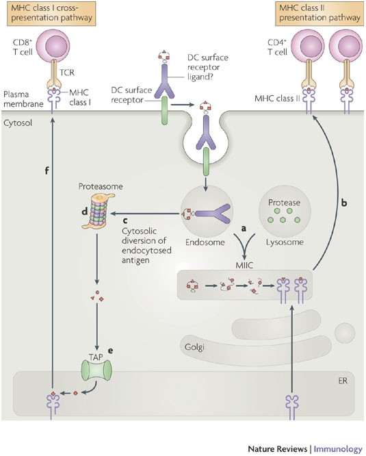 Dendritic-cell immunotherapy: from ex vivo loading to in vivo targeting