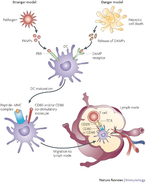 How dying cells alert the immune system to danger | Nature Reviews  Immunology