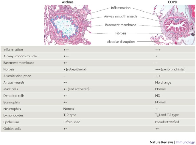 chronic bronchitis histology