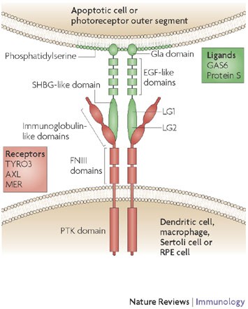 Immunobiology Of The Tam Receptors Nature Reviews Immunology Immunobiology Of The Tam Receptors Nature Reviews Immunology