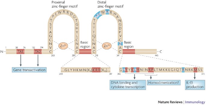 gata3 and the t cell lineage essential