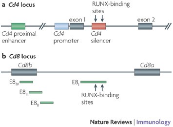 Runx proteins in transcription factor networks that regulate t-cell lineage choice