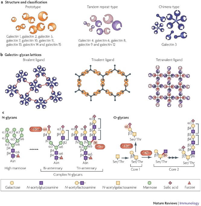 Turning Sweet On Immunity Galectin Glycan Interactions In Immune Tolerance And Inflammation Nature Reviews Immunology