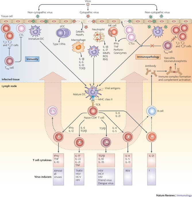 Immunity And Immunopathology To Viruses What Decides The Outcome Nature Reviews Immunology