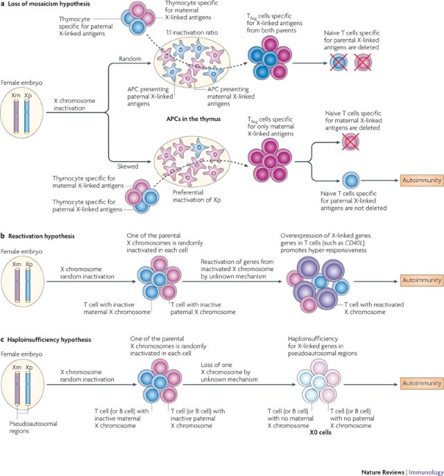 The X chromosome in immune functions: when a chromosome makes the ...