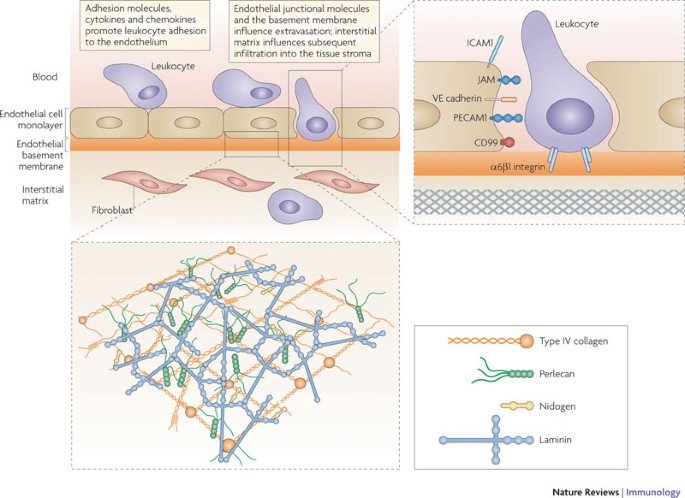 The impact of the extracellular matrix on inflammation | Nature Reviews  Immunology