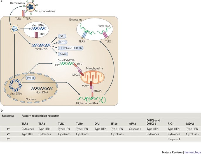 herpesviruses by the innate immune