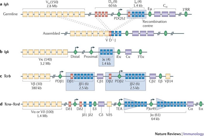 Recombination Centres And The Orchestration Of V D J Recombination Nature Reviews Immunology