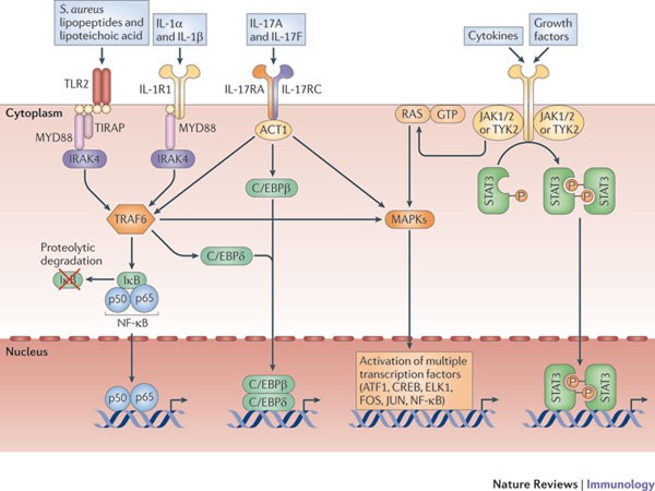 Staphylococcus aureus uses the ArlRS and MgrA cascade to regulate immune  evasion during skin infection - ScienceDirect