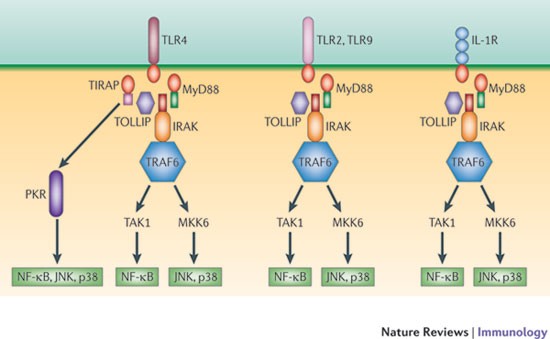 Highlights of 10 years of immunology in Nature Reviews Immunology | Nature  Reviews Immunology