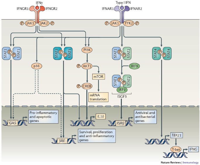 Immunomodulatory Functions Of Type I Interferons Nature Reviews Immunology