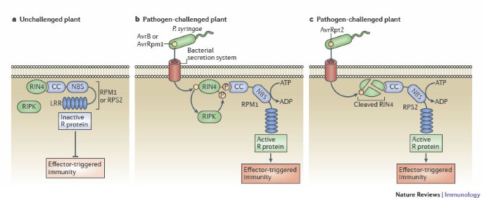 How do plants achieve immunity? Defence without specialized immune cells |  Nature Reviews Immunology