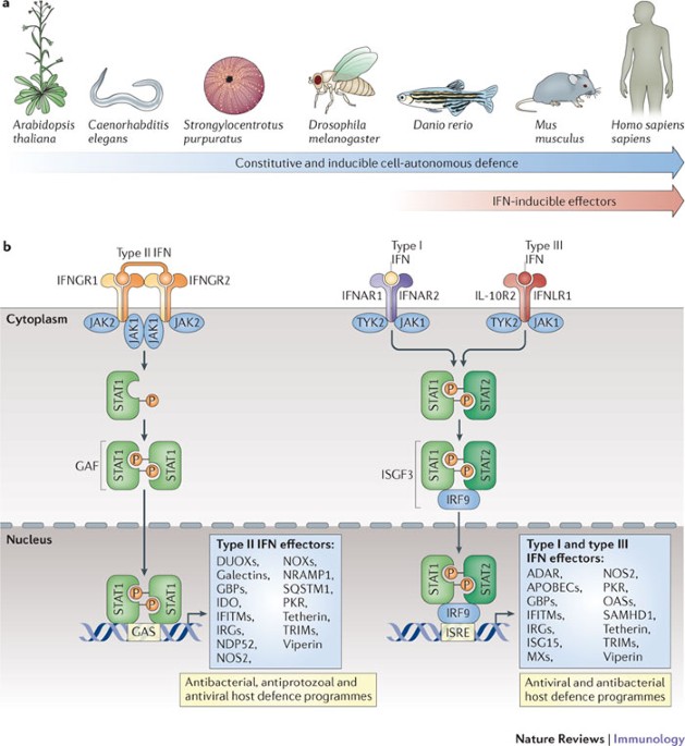 Interferon Inducible Effector Mechanisms In Cell Autonomous Immunity Nature Reviews Immunology