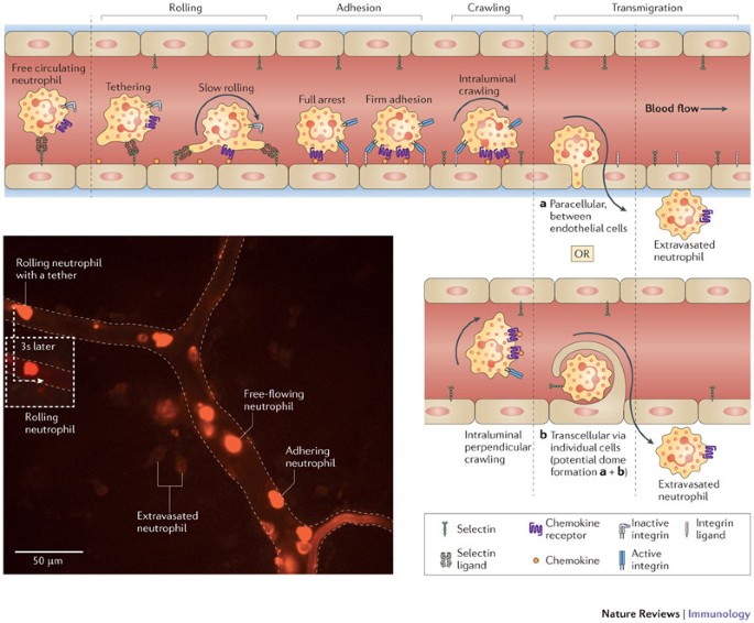 Neutrophil recruitment and function in health and inflammation 